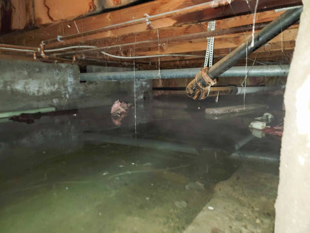 Best Flood damage cleanup  in Catalina Foothills, AZ