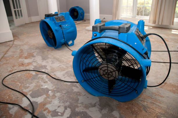 Best Mold removal after water damage  in Catalina Foothills, AZ